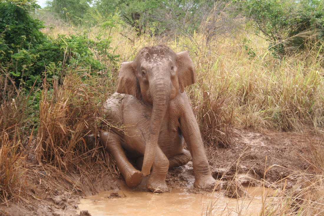 Muddy elephant.